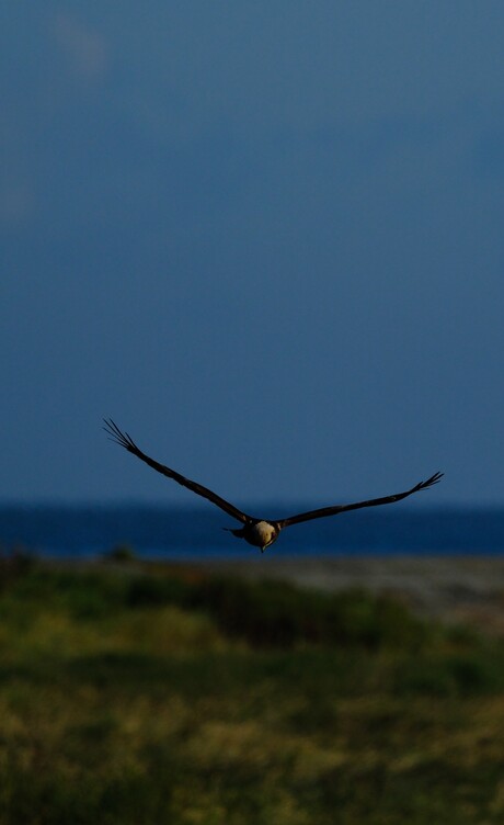Jagende bruine kiekendief 