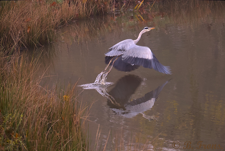 Opvliegerige reiger