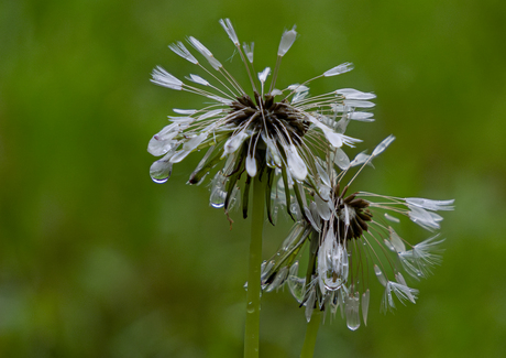 in de regen