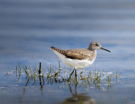 Green sandpiper - Witgat