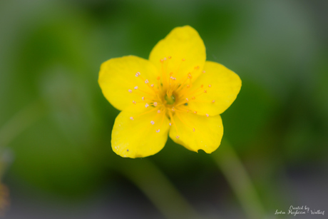 Waldsteinia bloem