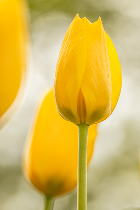 In het zachte licht.