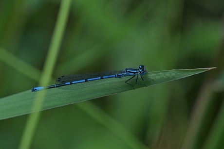Azuurwaterjuffer