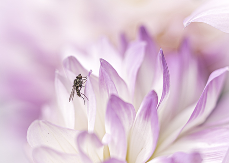 Vliegje en dahlia 