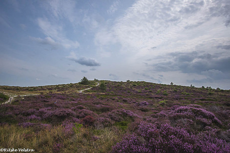 Heide bij Schoorl