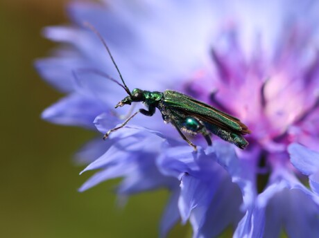 Grote groene kever