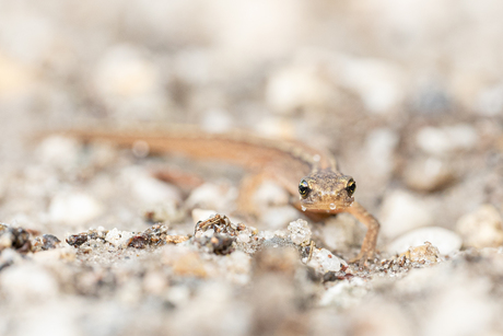 Kleine watersalamander