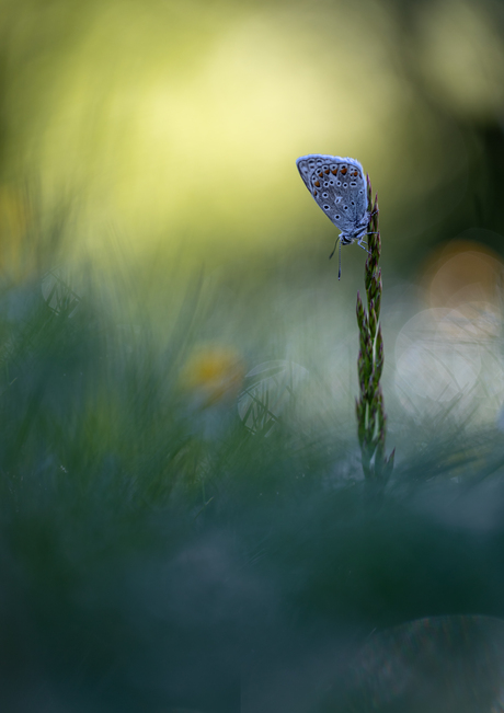 In the grasses