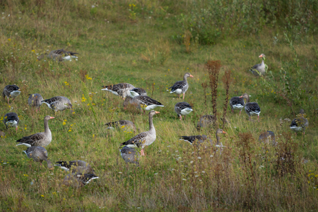 Grauwe Ganzen