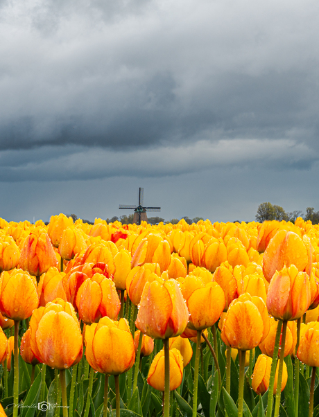 Na regen komt zonneschijn