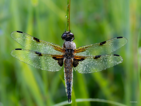 Viervlek libelle