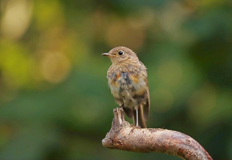 juveniele roodborst