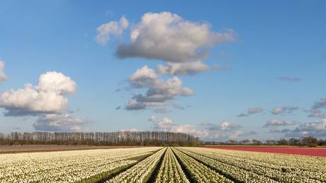 Tulpenvelden Noord Holland