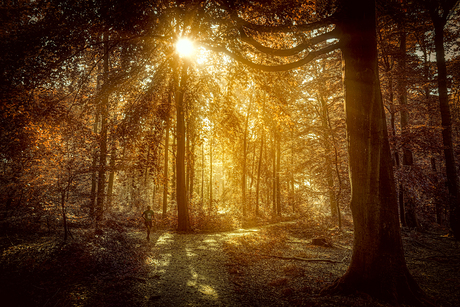 trimmer in het bos