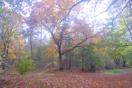 Herfst in het Staphorsterbos