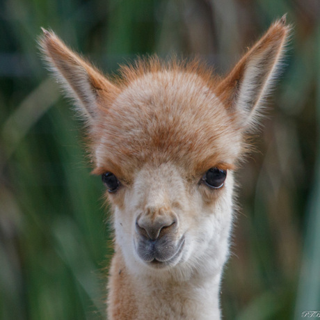 Vicuna
