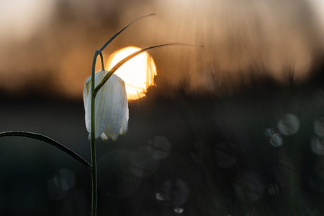 Witte kievitsbloem met zonsopkomst