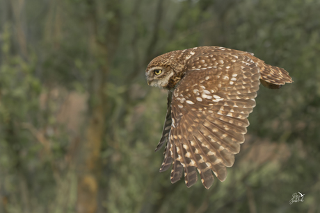 Steenuiltje in vlucht