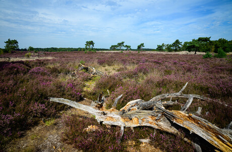Kalmthoutse heide