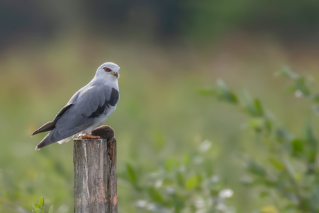 Grijze wouw met muis