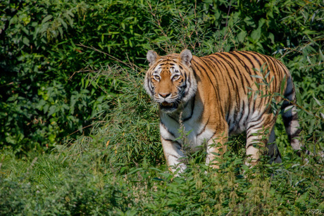 Siberische tijger