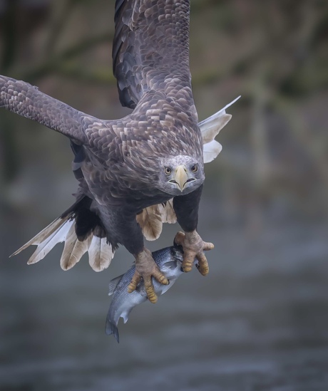 De vliegende deur…