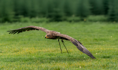 De vlucht van de arend