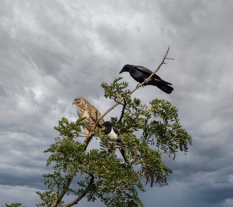 3 vogels op een tak in Wildlands dierentuin