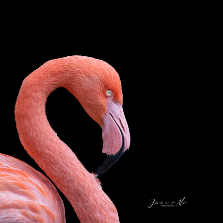 Flamingo  pretty in pink