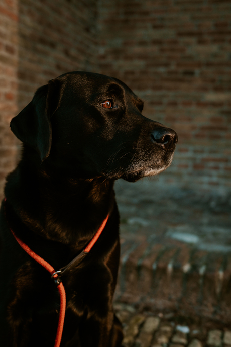 Een honden portet