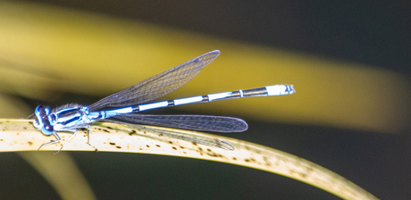 Blauwe Libelle