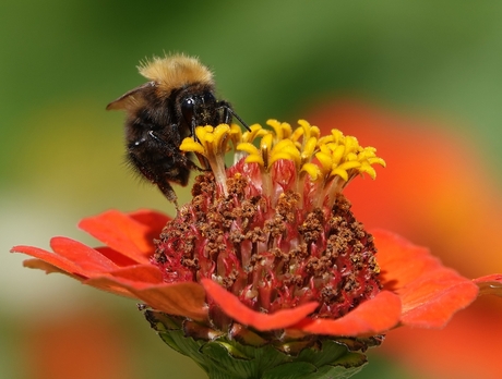 akkerhommel op zinnia 