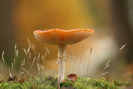 Amanita muscaria