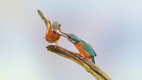 Maar voordat je kan eten....