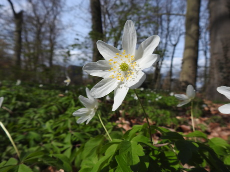 Windbloem, (Herba Venti), Nijmegen 2026