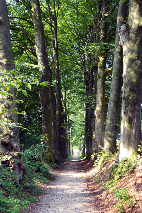 Pad tussen de bomen