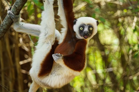 Coquerels Kroonsifaka