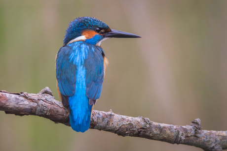 IJsvogel