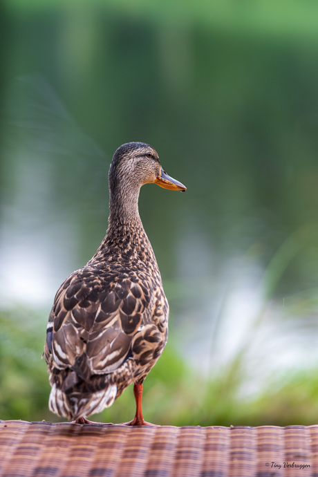 Lonely duck