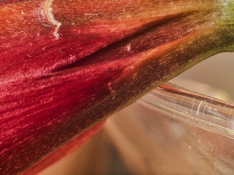 Amaryllis