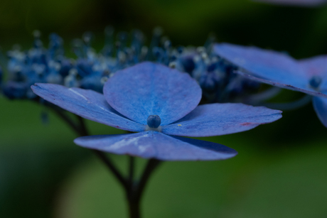 Hydrangea serrata purple