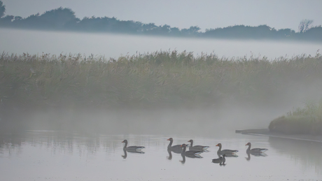 Ganzen in de Mist