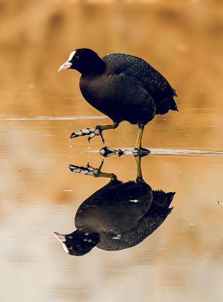 Meerkoetje op het ijs