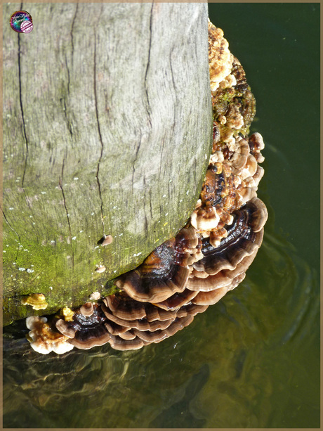 Onder de steiger …