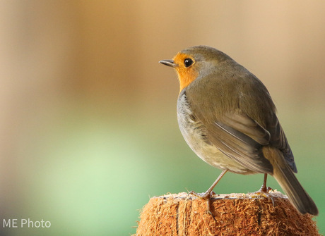 Roodborstje in de tuin