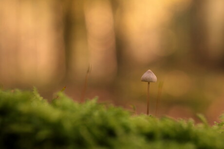 Eenzaam in het bos...