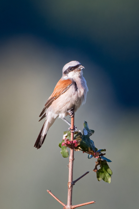 Zelfverzekerd poseren doe je zo.