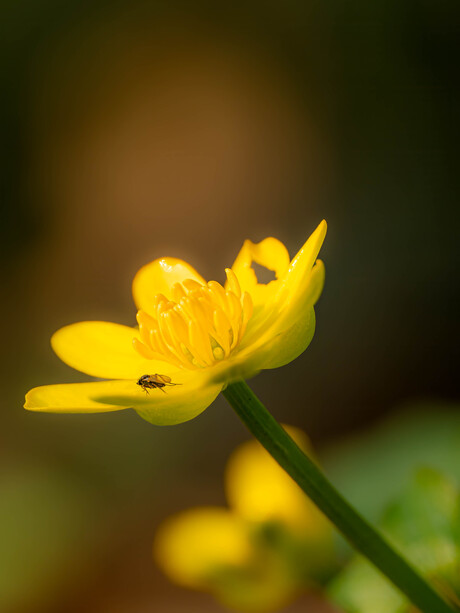 Speenkruid het grond zonnetje
