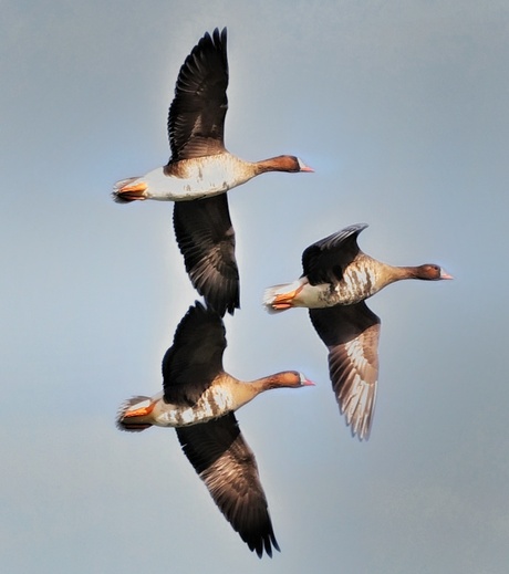 De drie ganzen......