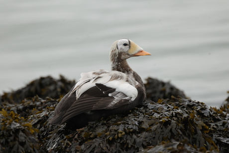 Brileider op Texel  Zeldzame waarneming  